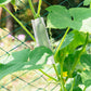 Cucumber Molds for Garden