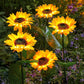 Sunflower Solar Garden Stake Led Lights🌻